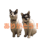 猫のまつりちゃんスタンプ（個別スタンプ：4）