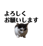 猫のまつりちゃんスタンプ（個別スタンプ：5）