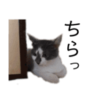 猫のまつりちゃんスタンプ（個別スタンプ：6）