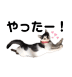 猫のまつりちゃんスタンプ（個別スタンプ：7）
