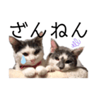 猫のまつりちゃんスタンプ（個別スタンプ：10）