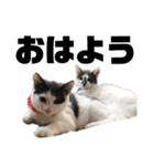 猫のまつりちゃんスタンプ（個別スタンプ：13）