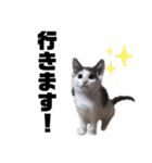 猫のまつりちゃんスタンプ（個別スタンプ：15）