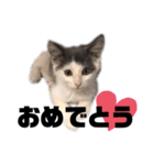 猫のまつりちゃんスタンプ（個別スタンプ：19）