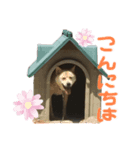 使えるスタンプ ペット編（個別スタンプ：2）