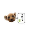 ヨーキーのミント①（個別スタンプ：1）