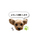 ヨーキーのミント①（個別スタンプ：2）