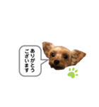 ヨーキーのミント①（個別スタンプ：4）
