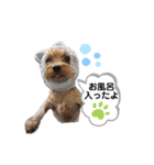 ヨーキーのミント①（個別スタンプ：8）