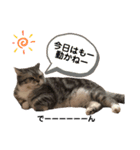 ハミーのいる生活（個別スタンプ：3）