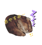 ハミーのいる生活（個別スタンプ：6）