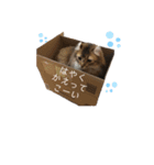 ハミーのいる生活（個別スタンプ：11）
