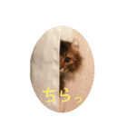 ハミーのいる生活（個別スタンプ：15）