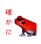 ヤドクガエル(基本セット)（個別スタンプ：1）
