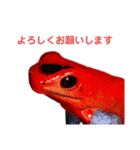 ヤドクガエル(基本セット)（個別スタンプ：2）