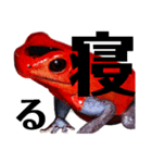 ヤドクガエル(基本セット)（個別スタンプ：8）