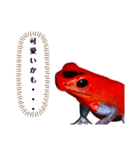 ヤドクガエル(基本セット)（個別スタンプ：10）