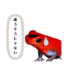 ヤドクガエル(基本セット)（個別スタンプ：11）