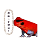 ヤドクガエル(基本セット)（個別スタンプ：12）