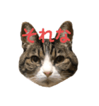 てれとかつお（個別スタンプ：11）