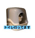 てれとかつお（個別スタンプ：13）