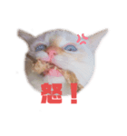 メル坊や⓵（個別スタンプ：4）