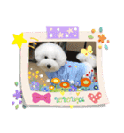 ビションフリーゼ まかろんパート2（個別スタンプ：1）