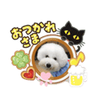 ビションフリーゼ まかろんパート2（個別スタンプ：3）