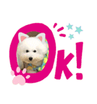 ビションフリーゼ まかろんパート2（個別スタンプ：7）
