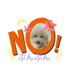 ビションフリーゼ まかろんパート2（個別スタンプ：13）