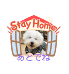 ビションフリーゼ まかろんパート2（個別スタンプ：18）