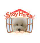 ビションフリーゼ まかろんパート2（個別スタンプ：23）