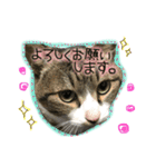 酒井さんちのあずきくん2（個別スタンプ：3）