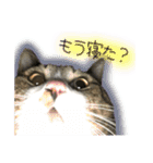 酒井さんちのあずきくん2（個別スタンプ：4）