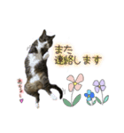 酒井さんちのあずきくん2（個別スタンプ：5）