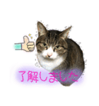 酒井さんちのあずきくん2（個別スタンプ：8）