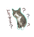 酒井さんちのあずきくん2（個別スタンプ：11）