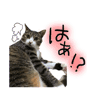 酒井さんちのあずきくん2（個別スタンプ：13）