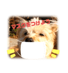 チャビくん（個別スタンプ：1）