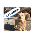 チャビくん（個別スタンプ：4）
