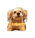 チャビくん（個別スタンプ：6）