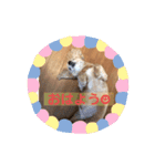 チャビくん（個別スタンプ：8）