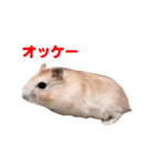 ハムスターが癒します（個別スタンプ：2）