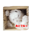 ハムスターが癒します（個別スタンプ：5）