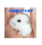 ハムスターが癒します（個別スタンプ：7）