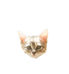 日常会話[ねこ]（個別スタンプ：1）