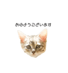 日常会話[ねこ]（個別スタンプ：2）