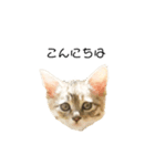 日常会話[ねこ]（個別スタンプ：3）