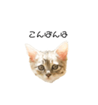 日常会話[ねこ]（個別スタンプ：4）