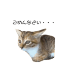 日常会話[ねこ]（個別スタンプ：15）